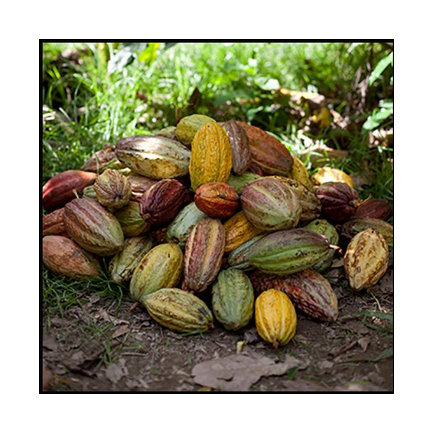 Willie's Cacao Rio Caribe Gold