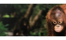 Orangutang Venlig (Uden palmeolie)
